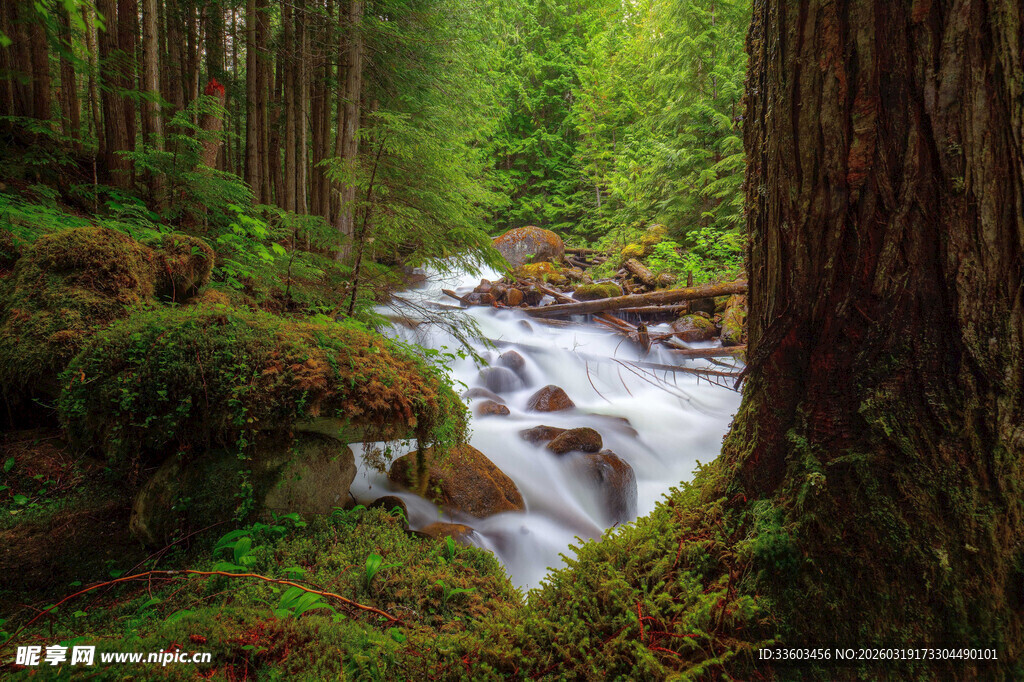 森林中的潺潺溪流