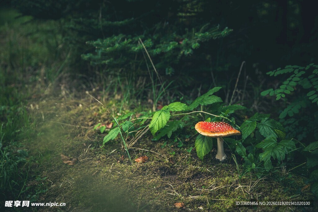 森林中的艳丽蘑菇
