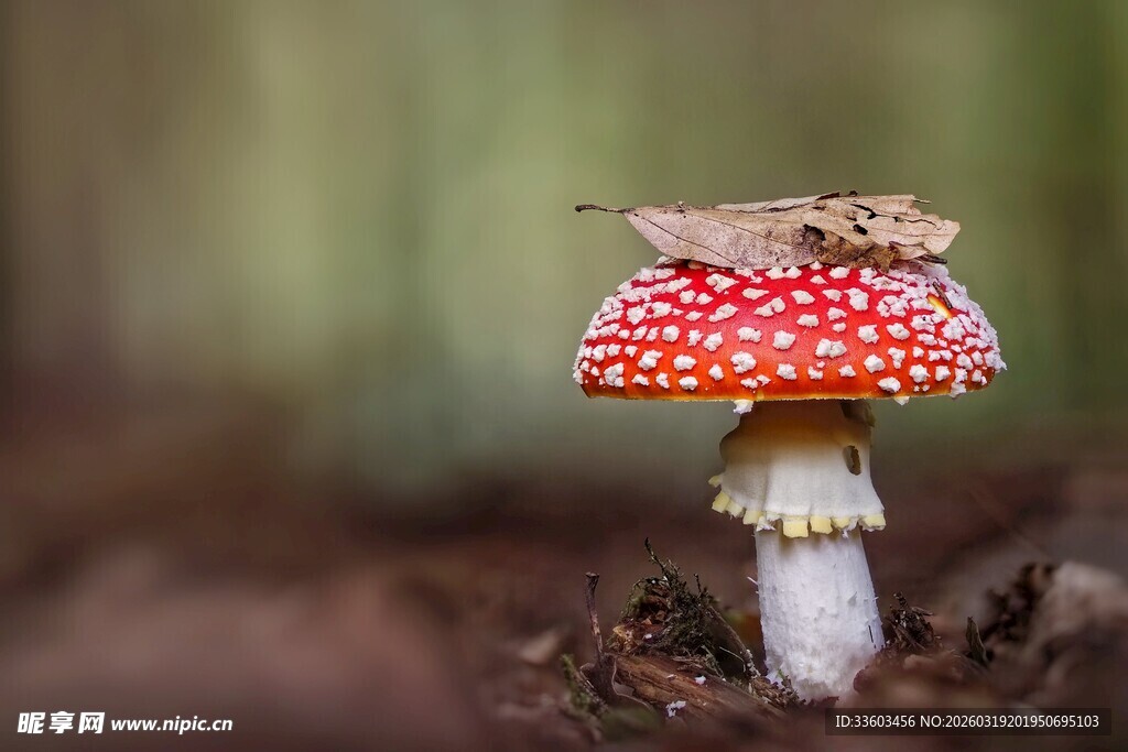 森林中的红伞白菇