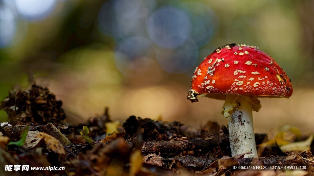 森林中的艳丽红蘑菇