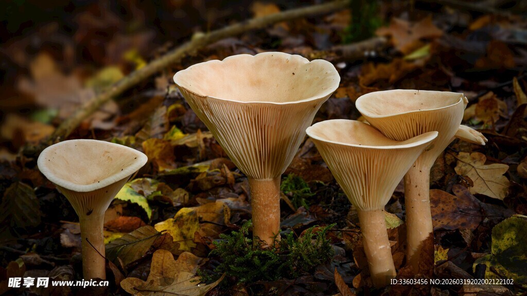 林间野生菌菇特写