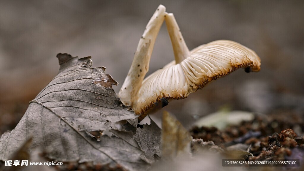 林间双生蘑菇特写