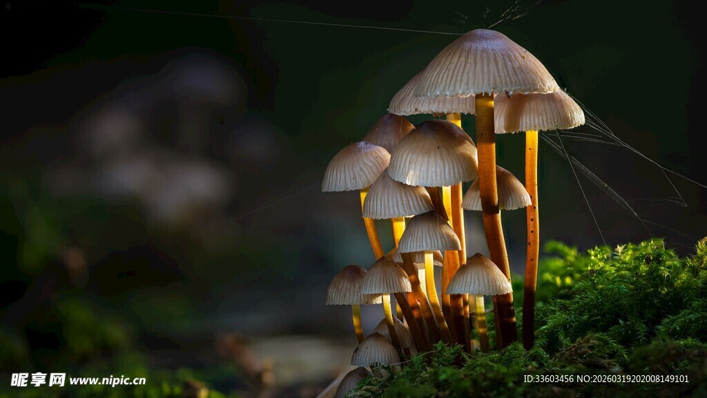 草丛中的蘑菇群