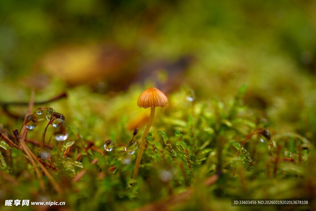 森林里的野生菌