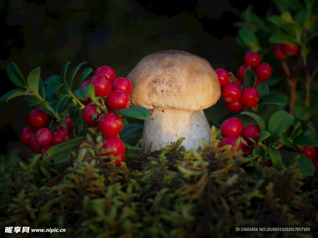 蘑菇旁的红果与绿植