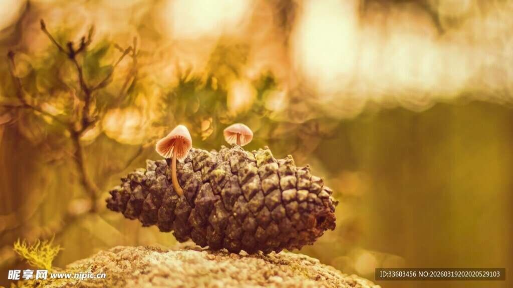 阳光下的带刺仙人球