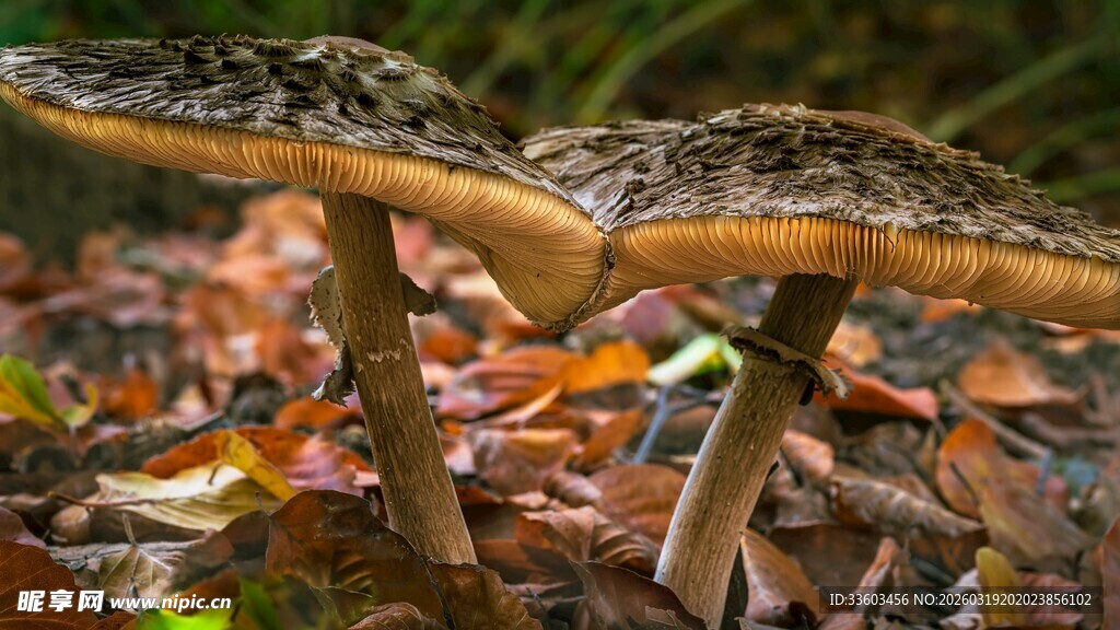 森林中生长的奇特蘑菇