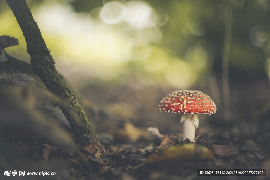 森林中红色小蘑菇特写