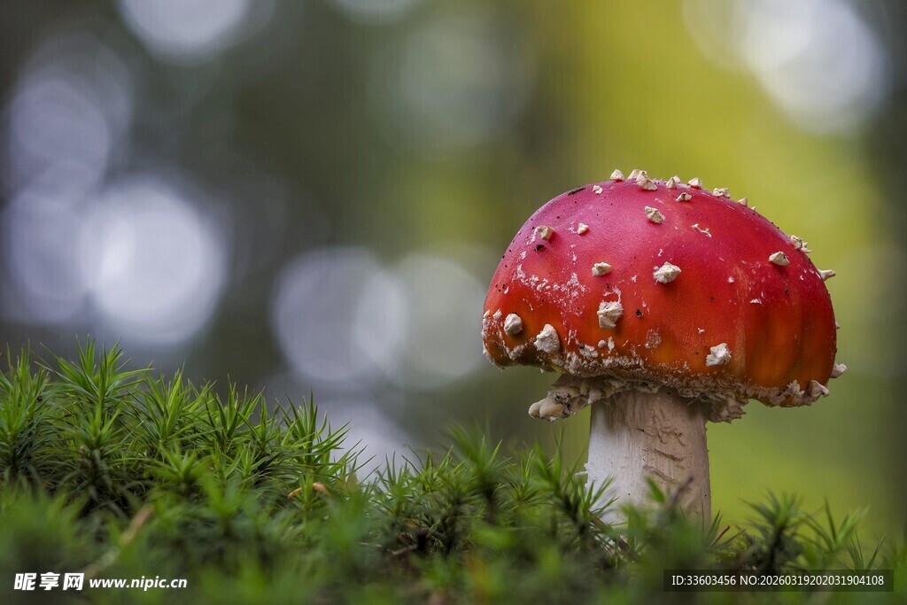 草地上的红色毒蝇伞