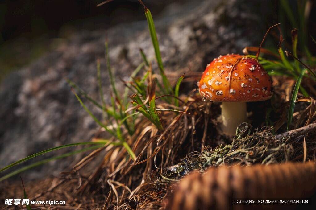 林间橙色小蘑菇