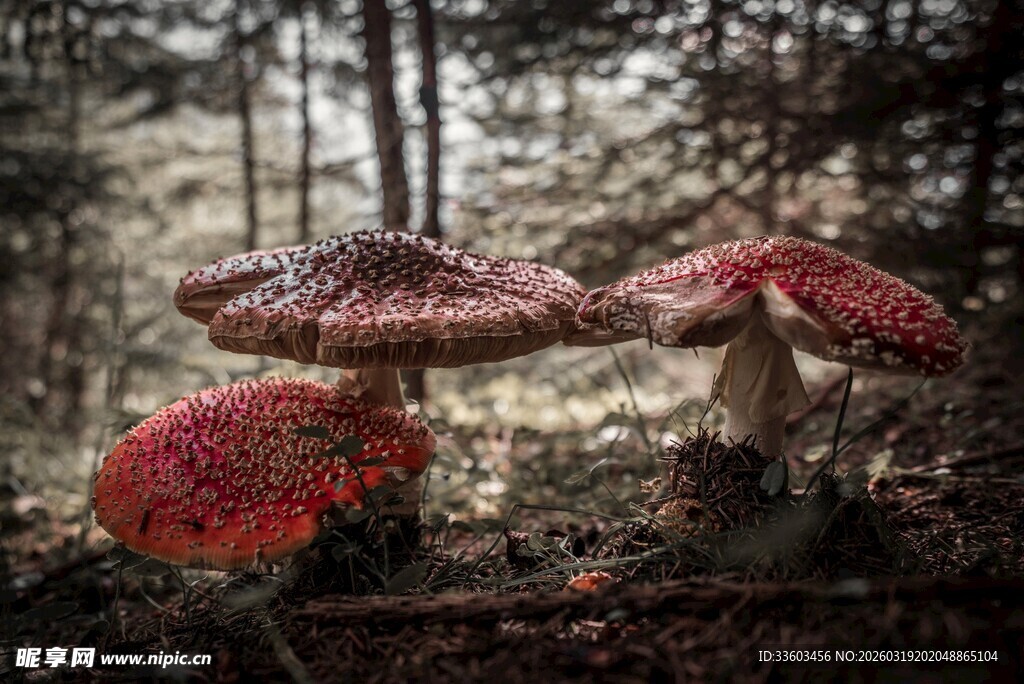 森林中的艳丽蘑菇