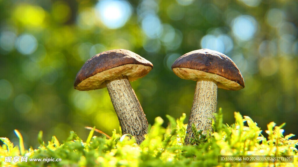 草地上的双生蘑菇