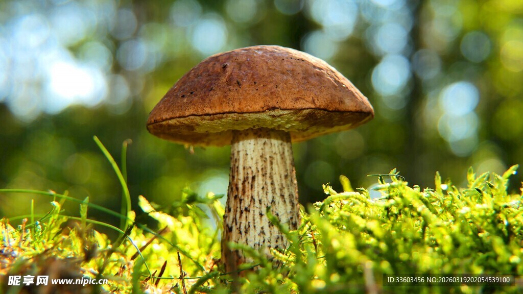 草地上的棕色蘑菇