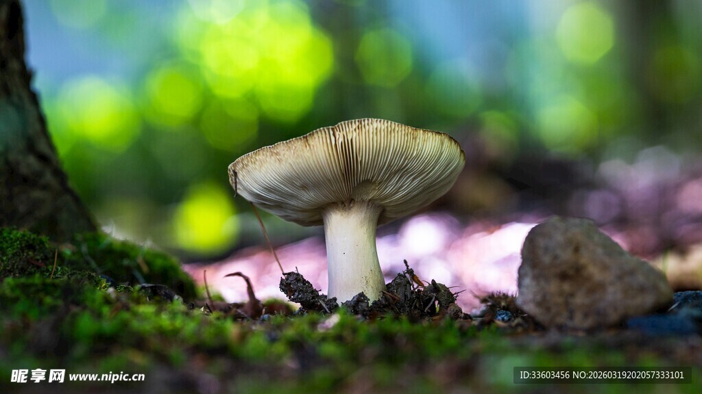 森林中生长的可爱小蘑菇