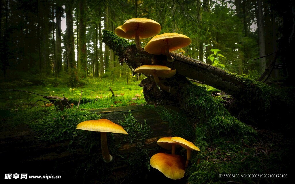 森林中生长的美丽黄色蘑菇