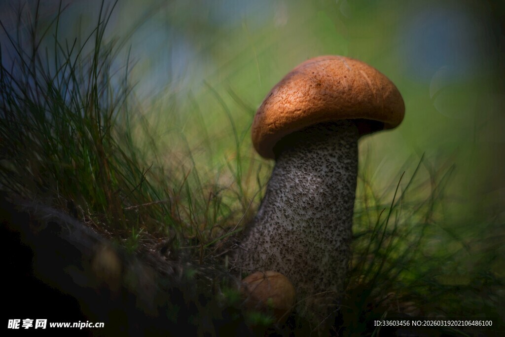 草丛中的橙色蘑菇