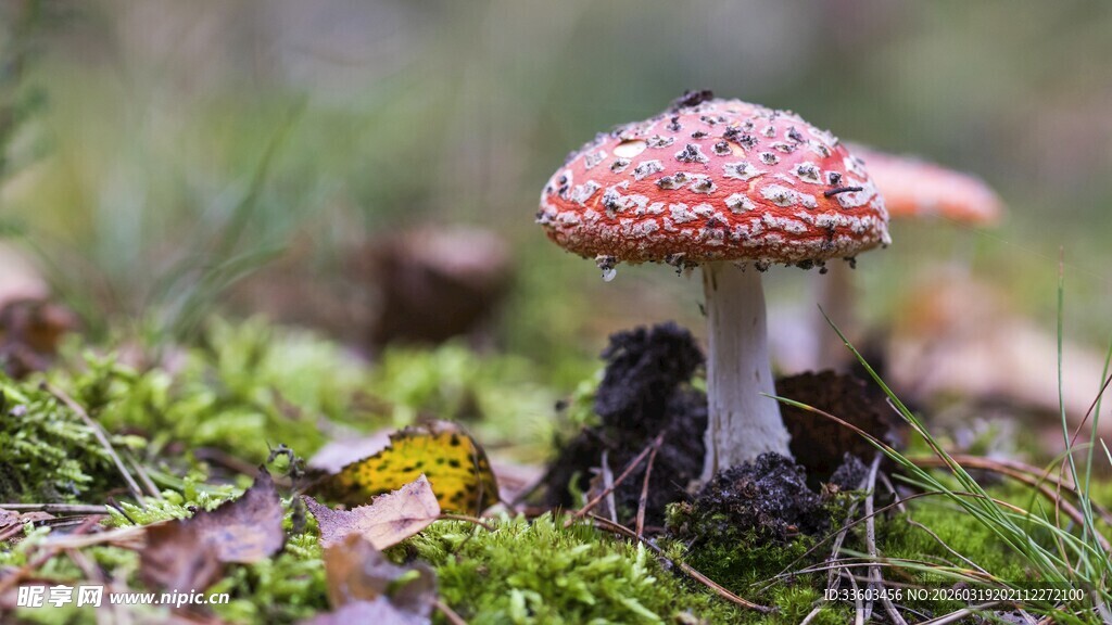 森林中的红顶蘑菇