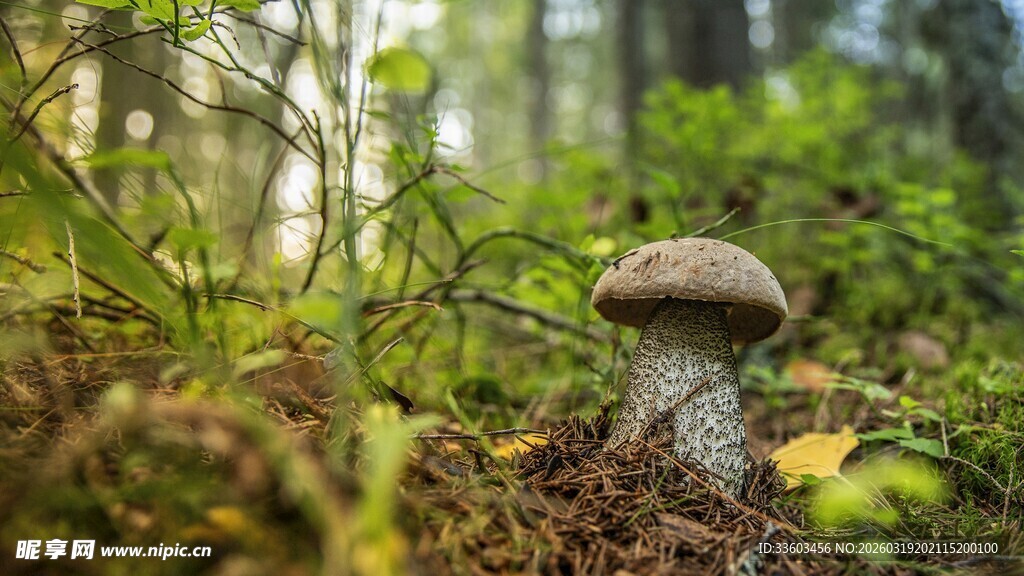 森林中的蘑菇