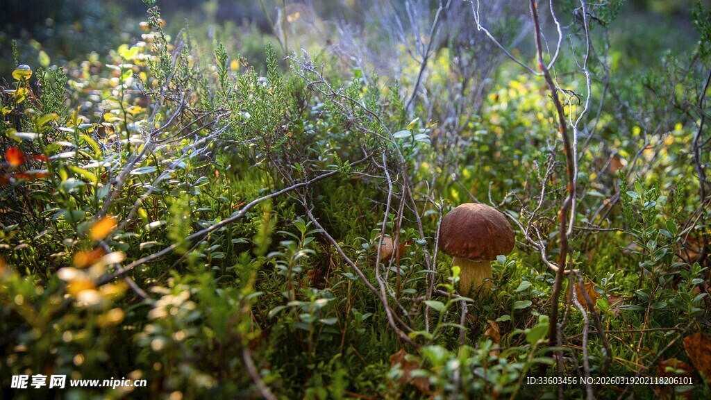 野外繁茂花草景观