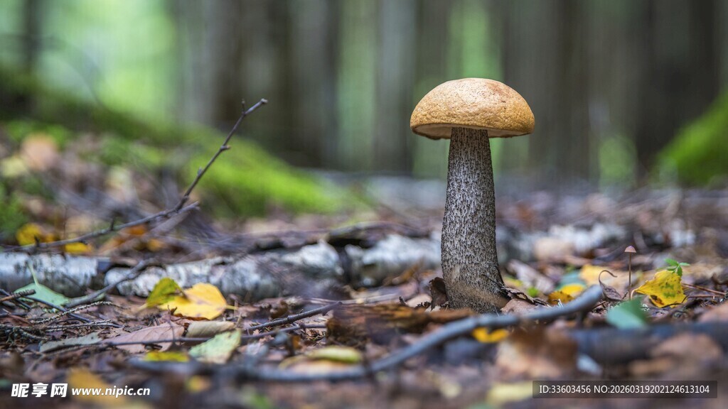 森林中的蘑菇特写