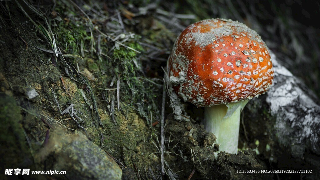 森林中的橙白斑点蘑菇