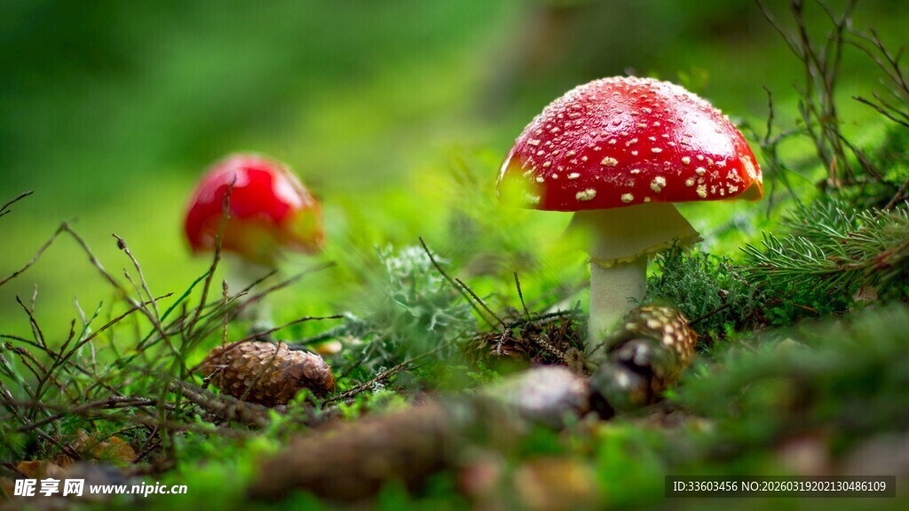 草地上的鲜艳红蘑菇