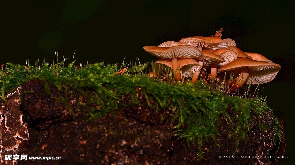 苔藓上的橙色蘑菇