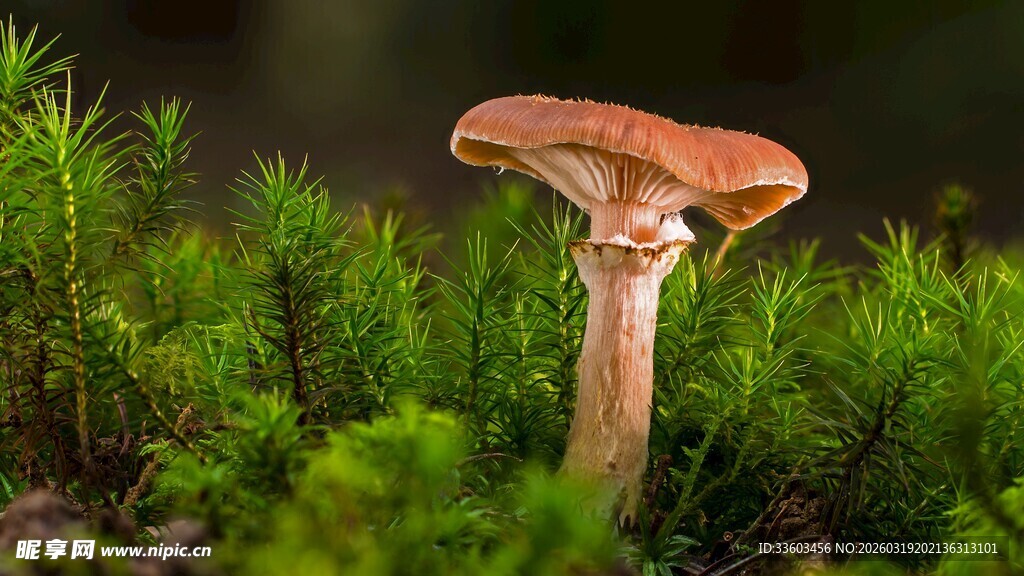 森林中的棕色蘑菇