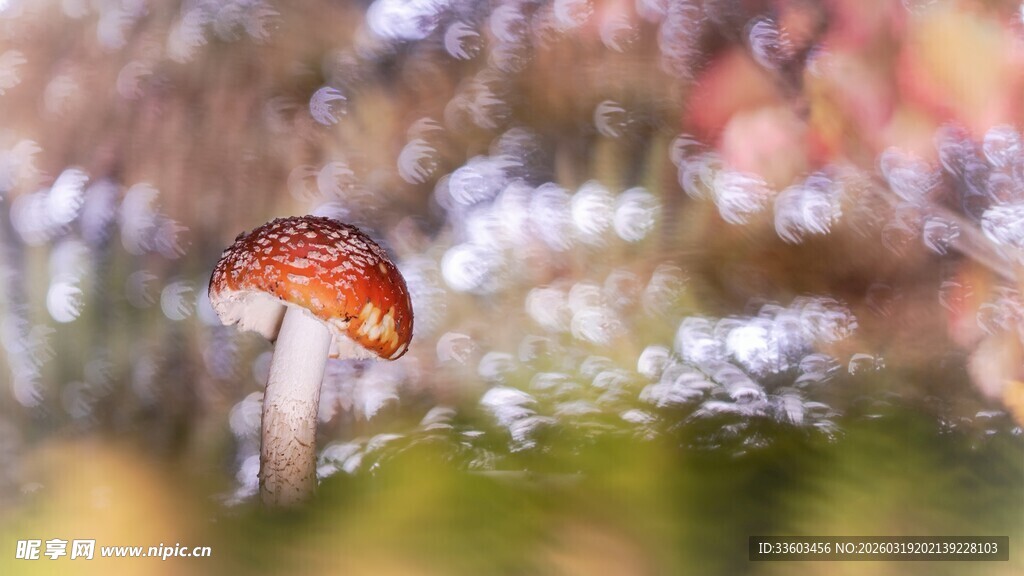 森林中的红色小蘑菇