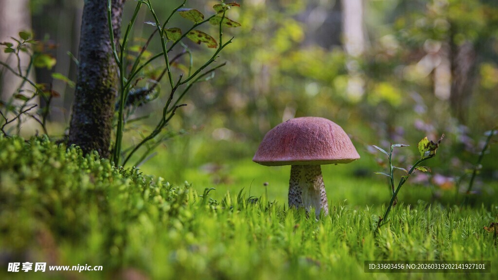 森林中的粉色蘑菇