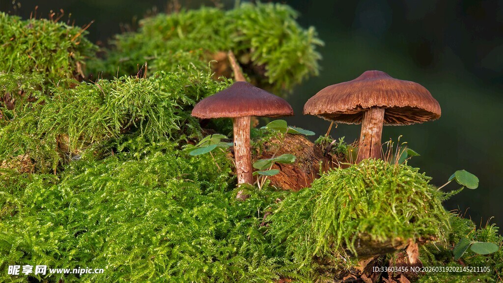 林间双蘑菇与翠绿苔藓