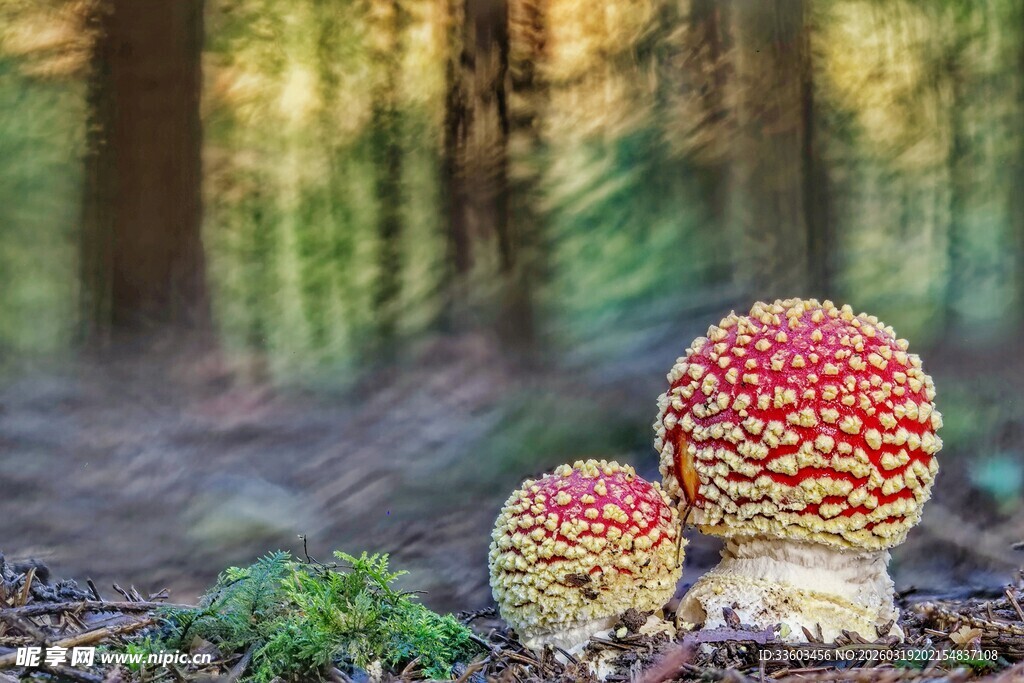 森林中的艳丽蘑菇