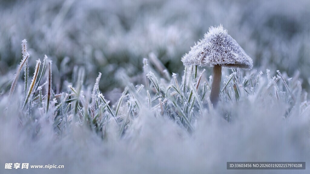 霜覆草地中的小蘑菇