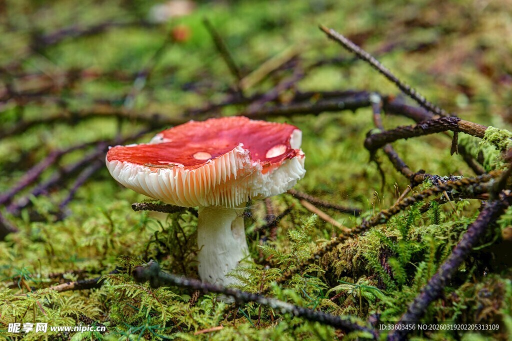 森林中娇艳的红色蘑菇