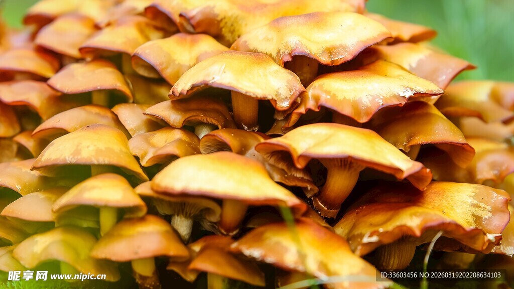 金黄蘑菇簇生特写