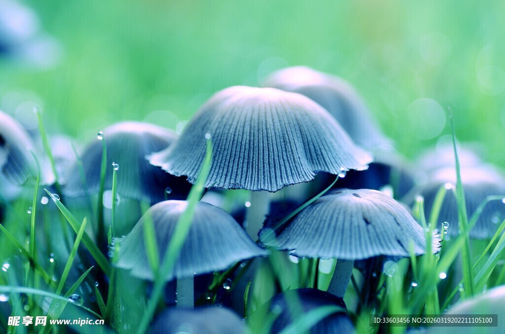 草丛中的深色蘑菇群