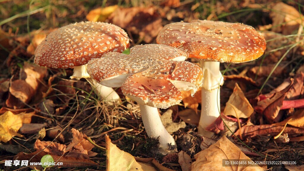 森林中的簇生橙色蘑菇