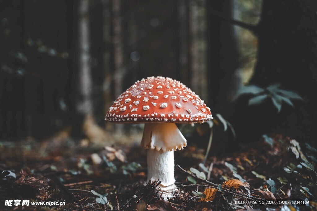 森林中的红色斑点蘑菇