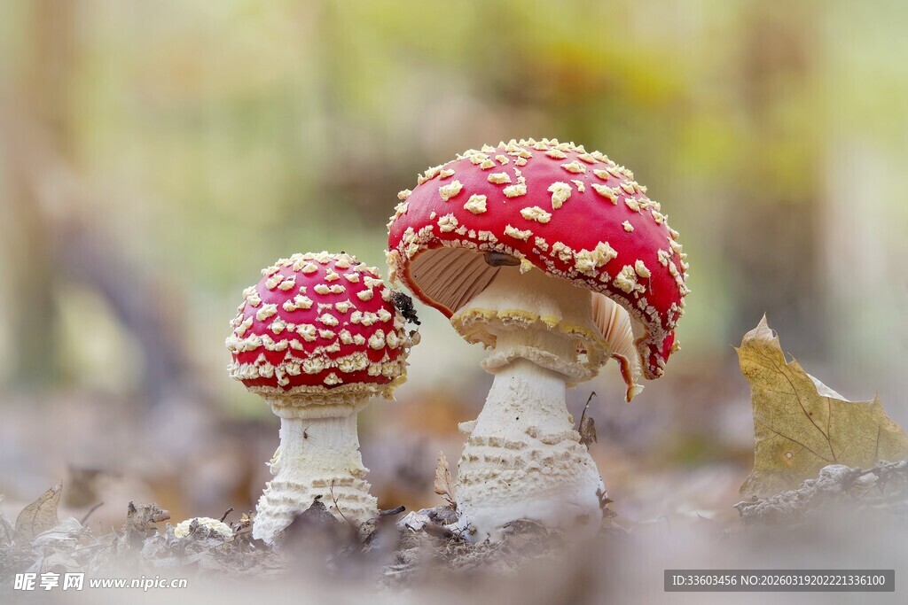 森林中的鲜艳蘑菇