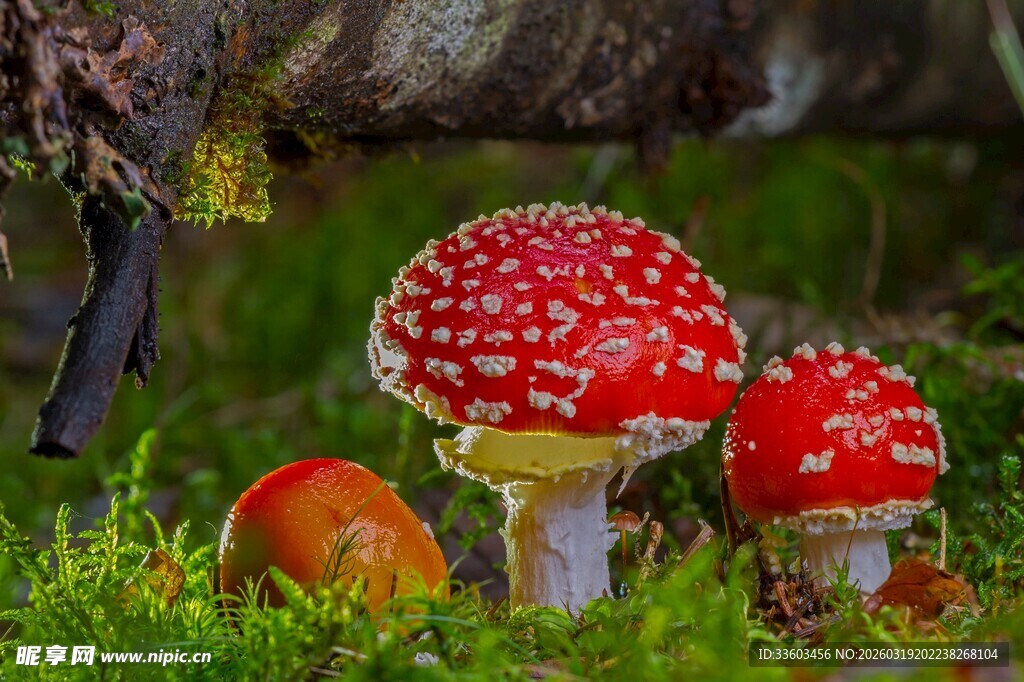 森林中的鲜艳红蘑菇