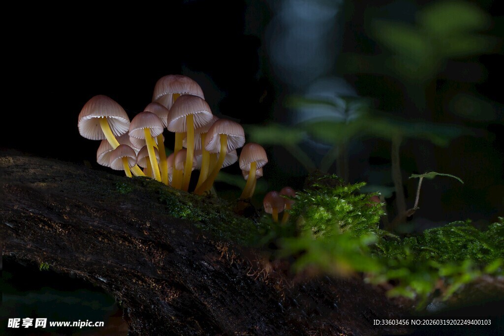 树干上生长的小巧蘑菇