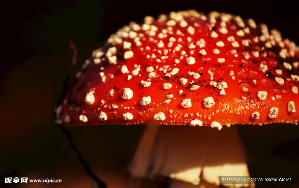 红色斑点蘑菇特写