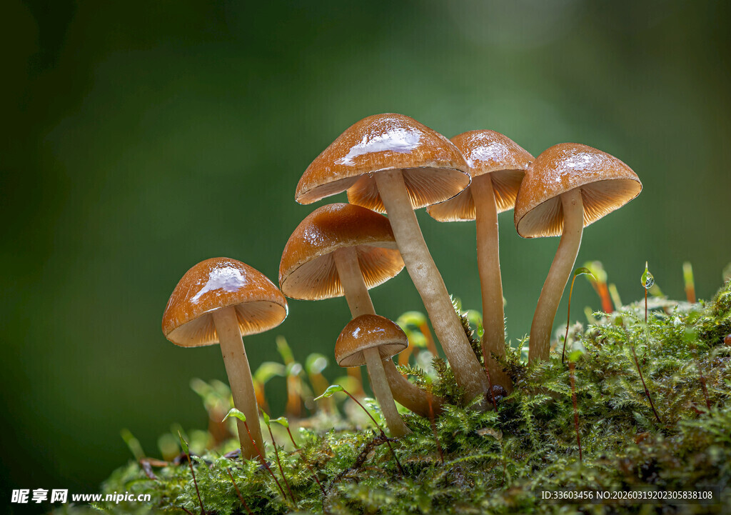 苔藓上的小巧蘑菇群