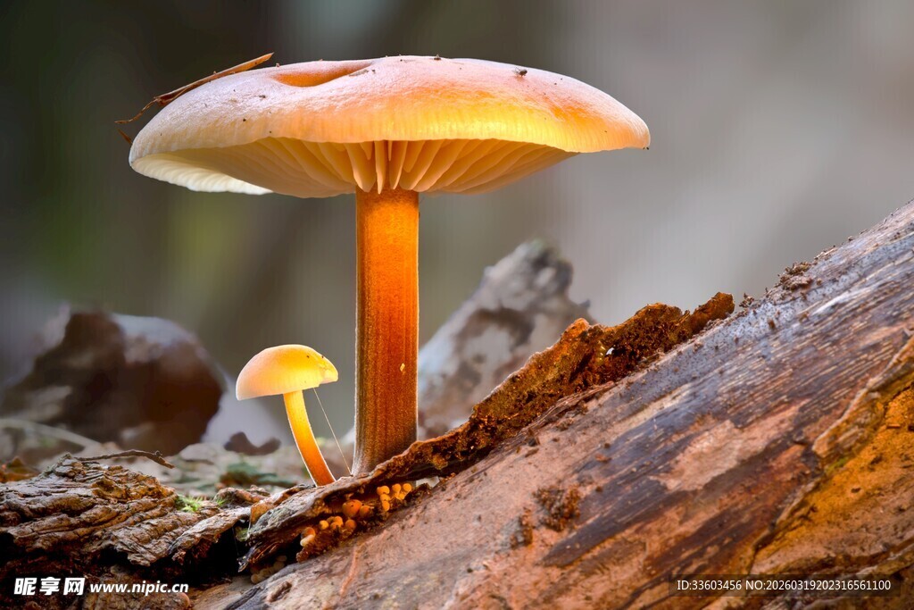 木头上的大小蘑菇