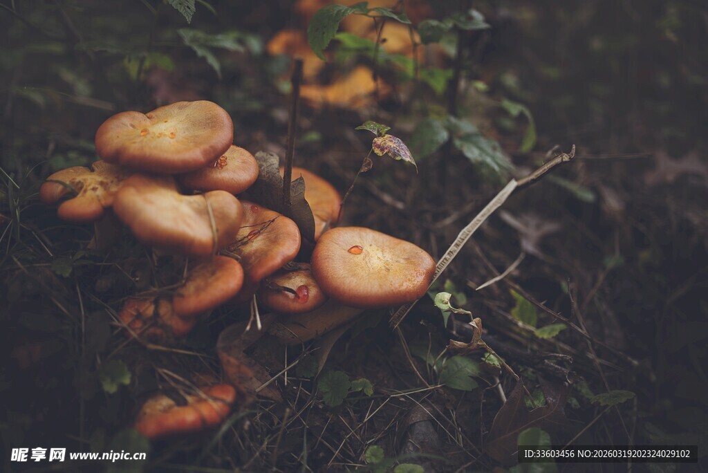 森林中的蘑菇群