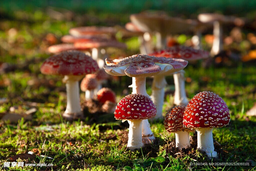 草地上的红白斑点蘑菇