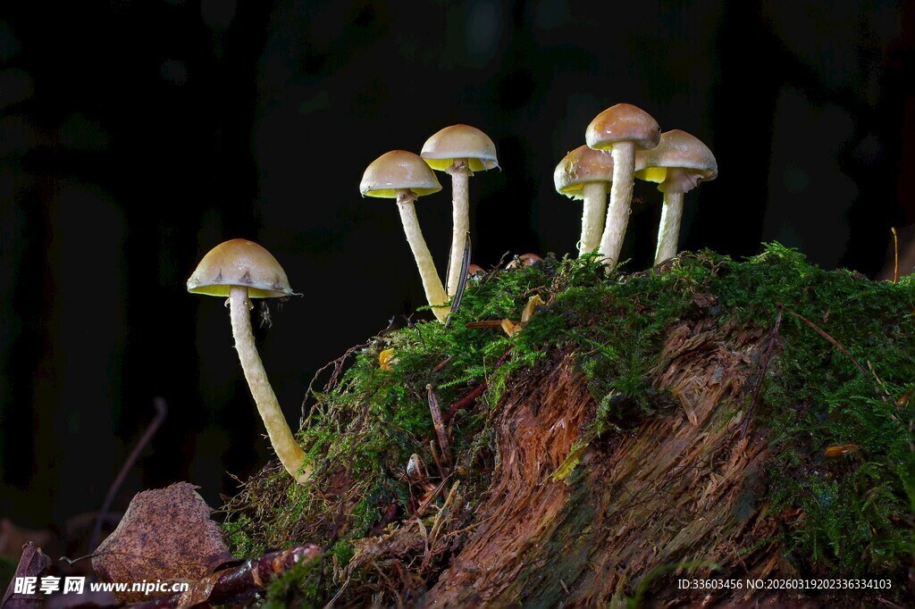 树桩上生长的蘑菇群