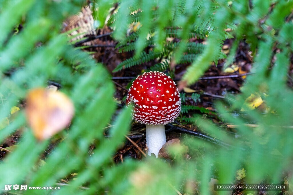 草丛中的红色蘑菇
