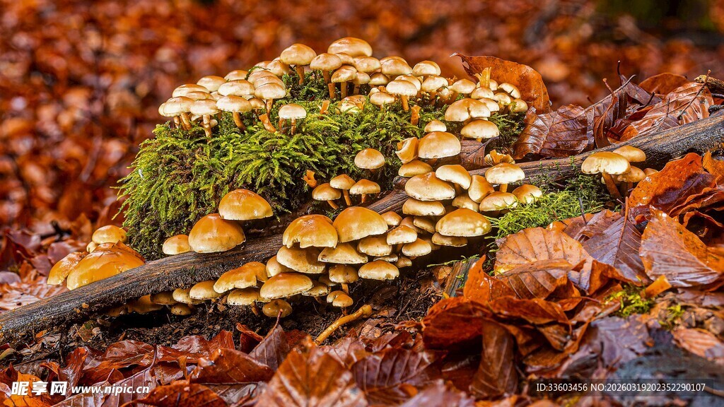 落叶间的簇簇金黄蘑菇