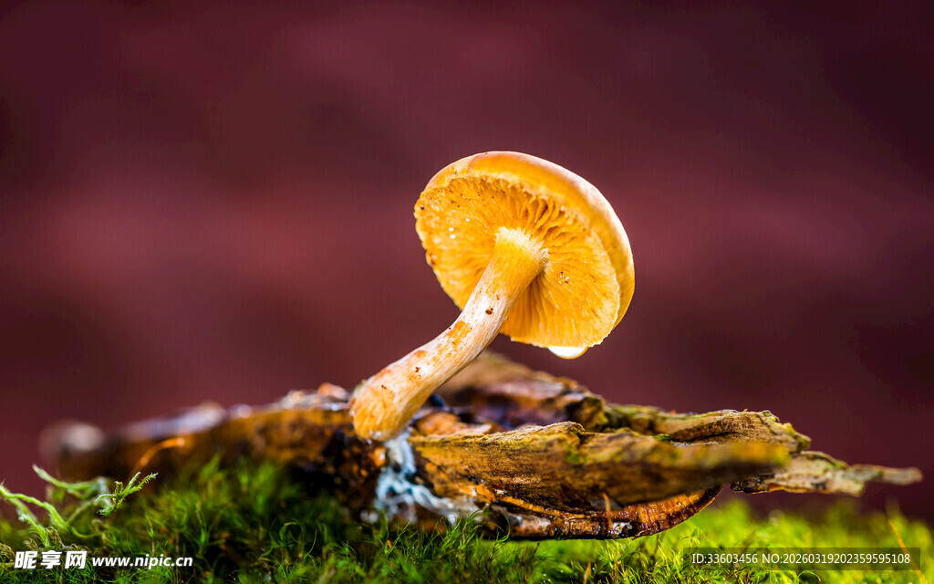 草地上的独特蘑菇